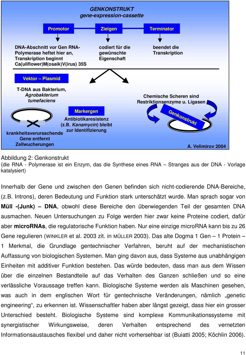 Velimirov 2004 Abbildung 2: Genkonstrukt (die RNA - Polymerase ist ein Enzym, das die Synthese eines RNA Stranges aus der DNA - Vorlage katalysiert) Innerhalb der Gene und zwischen den Genen befinden