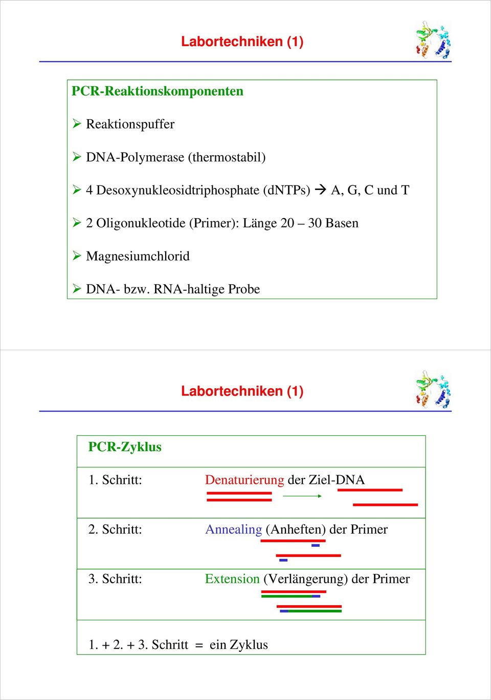 Magnesiumchlorid DNA- bzw. RNA-haltige Probe PCR-Zyklus 1. Schritt: Denaturierung der Ziel-DNA 2.