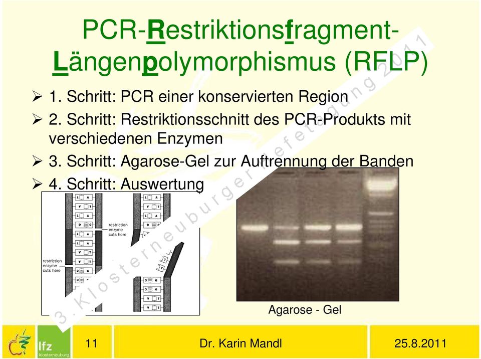 Schritt: Restriktionsschnitt des PCR-Produkts mit verschiedenen