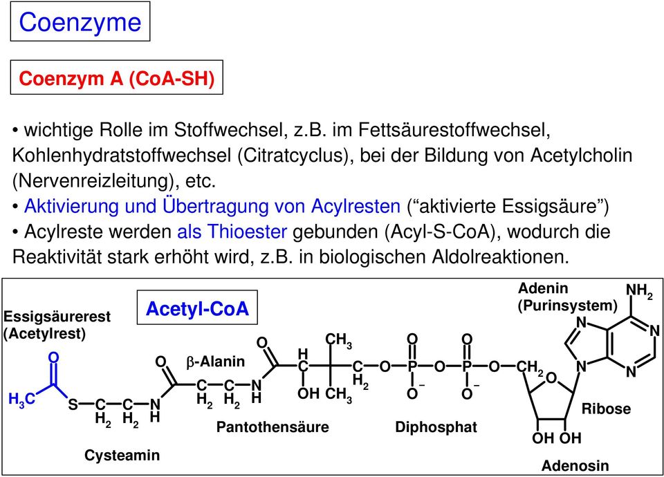 Aktivierung und Übertragung von Acylresten ( aktivierte Essigsäure ) Acylreste werden als Thioester gebunden (Acyl-S-oA), wodurch