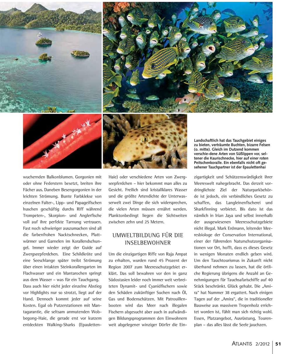 Fast noch schwieriger auszumachen sind all die farbenfrohen Nacktschnecken, Plattwürmer und Garnelen im Korallendschungel. Immer wieder zeigt der Guide auf Zwergseepferdchen.