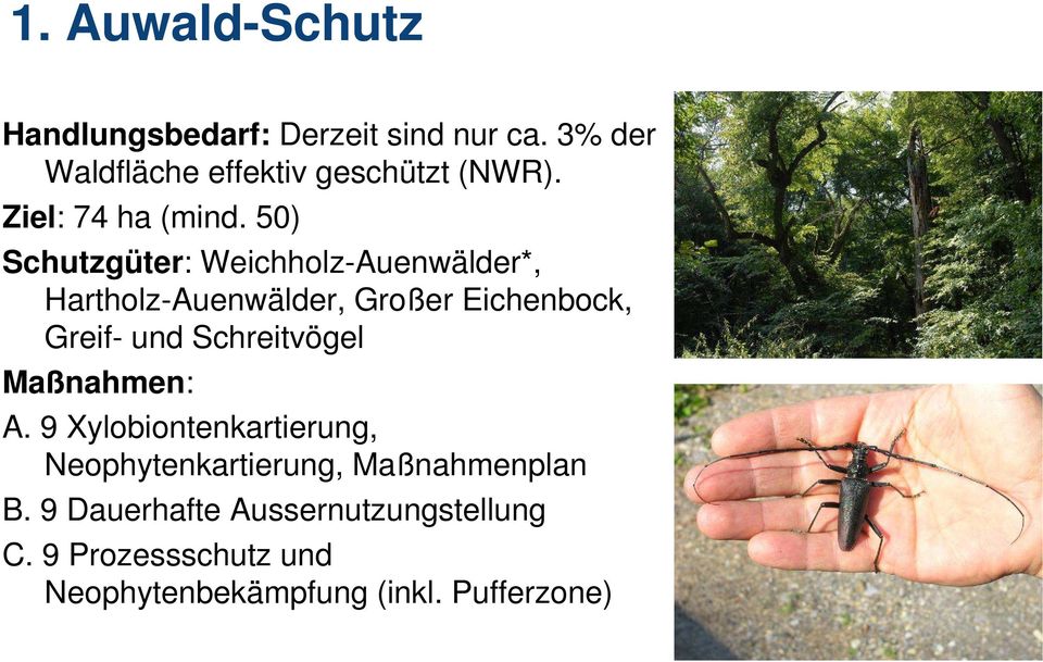 50) Schutzgüter: Weichholz-Auenwälder*, Hartholz-Auenwälder, Großer Eichenbock, Greif- und
