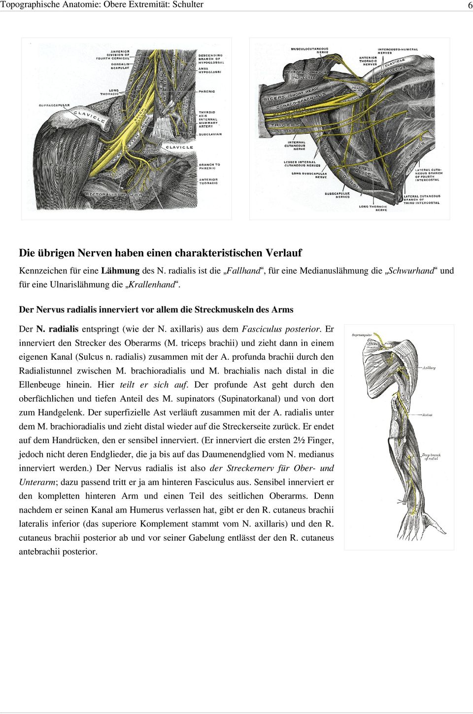 radialis entspringt (wie der N. axillaris) aus dem Fasciculus posterior. Er innerviert den Strecker des Oberarms (M. triceps brachii) und zieht dann in einem eigenen Kanal (Sulcus n.