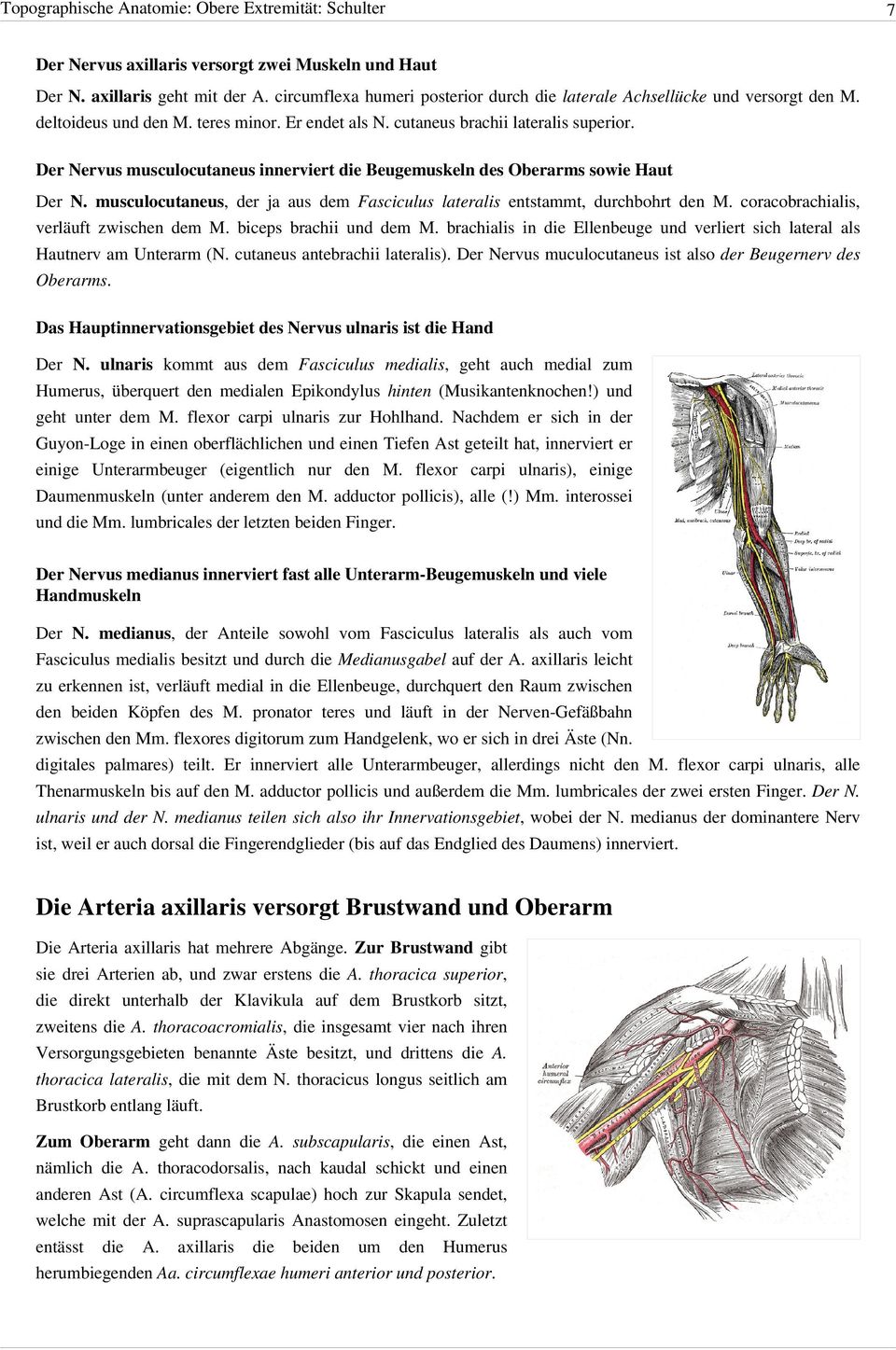 Der Nervus musculocutaneus innerviert die Beugemuskeln des Oberarms sowie Haut Der N. musculocutaneus, der ja aus dem Fasciculus lateralis entstammt, durchbohrt den M.