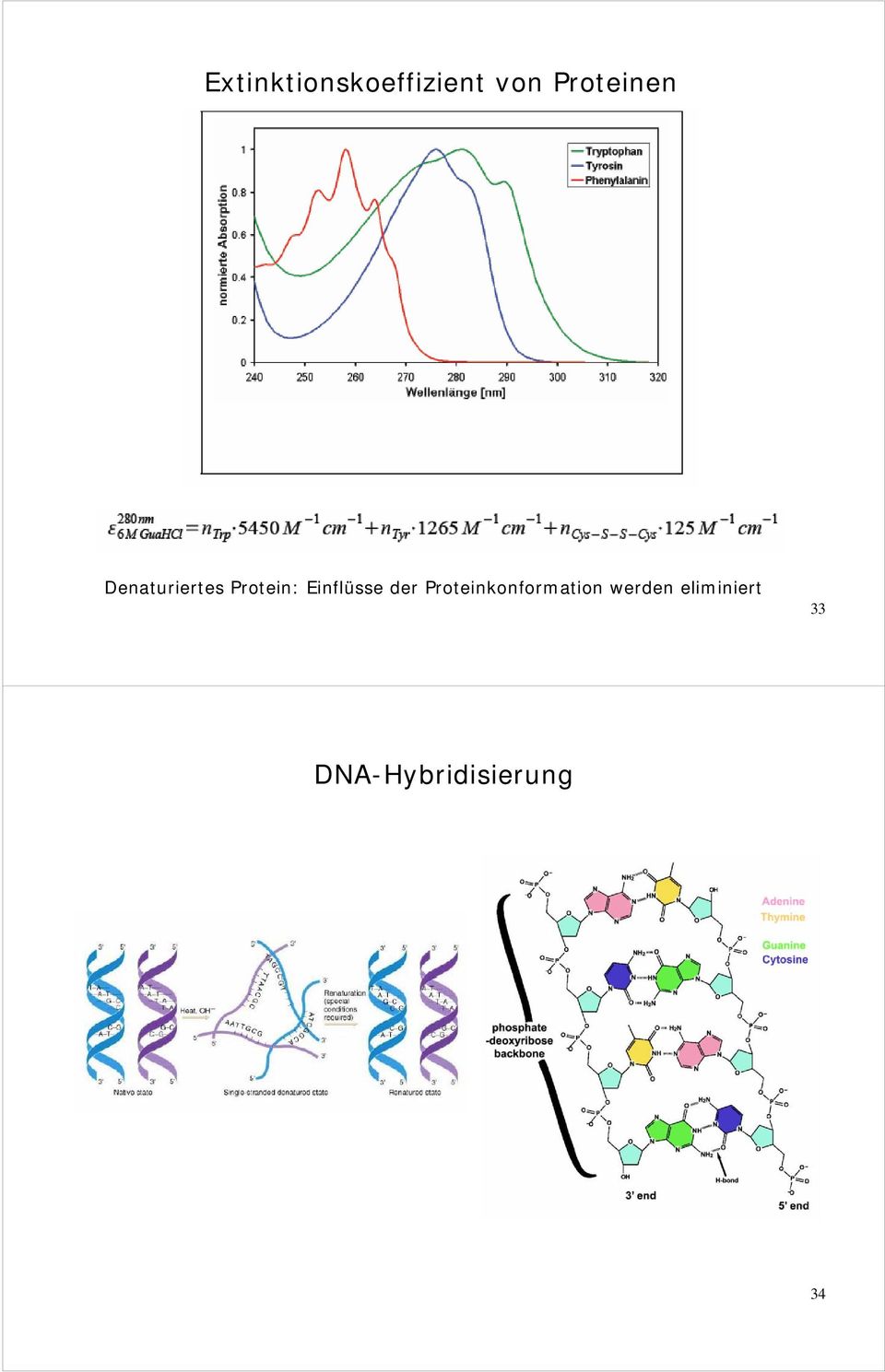 Einflüsse der Proteinkonformation