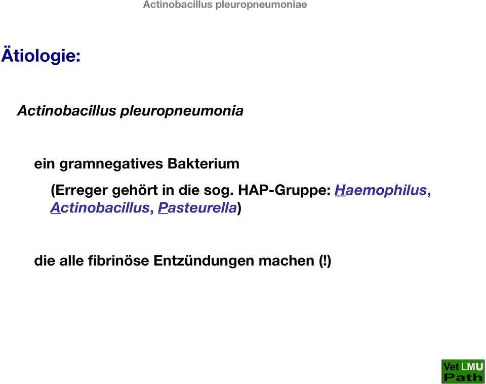 sog. HAP-Gruppe: Haemophilus, Actinobacillus,
