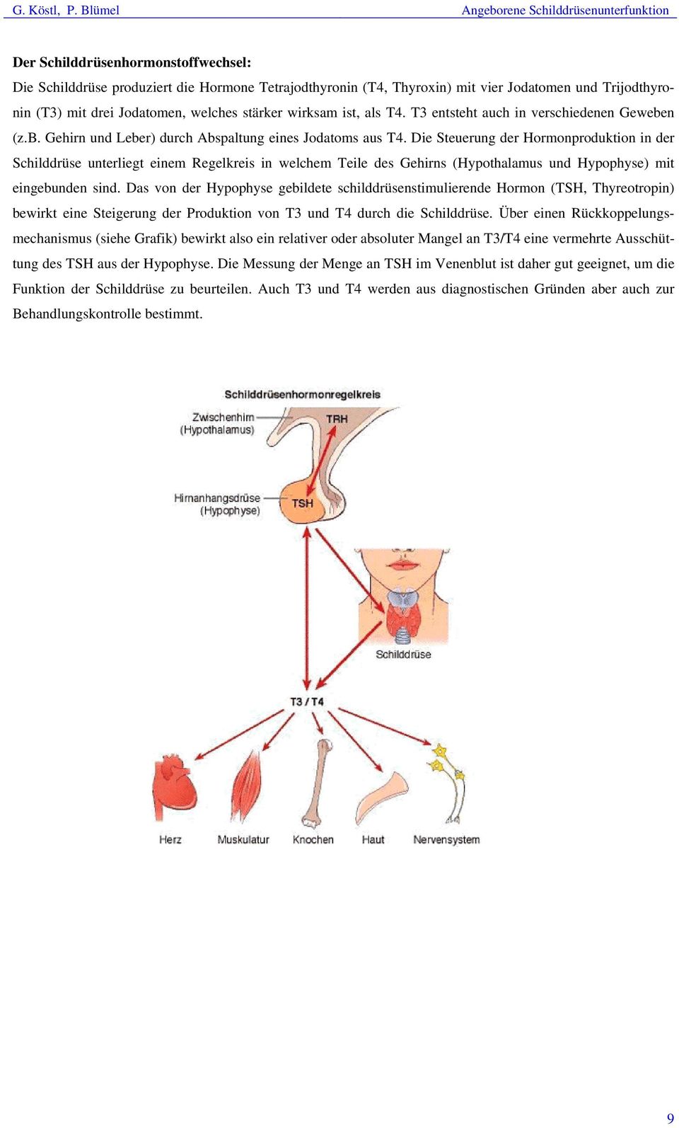 Die Steuerung der Hormonproduktion in der Schilddrüse unterliegt einem Regelkreis in welchem Teile des Gehirns (Hypothalamus und Hypophyse) mit eingebunden sind.
