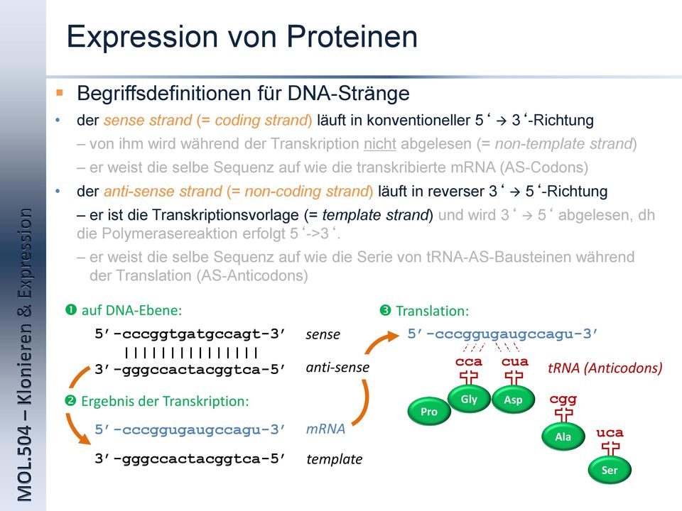 Transkriptionsvorlage (= template strand) und wird 3 5 abgelesen, dh die Polymerasereaktion erfolgt 5 ->3.