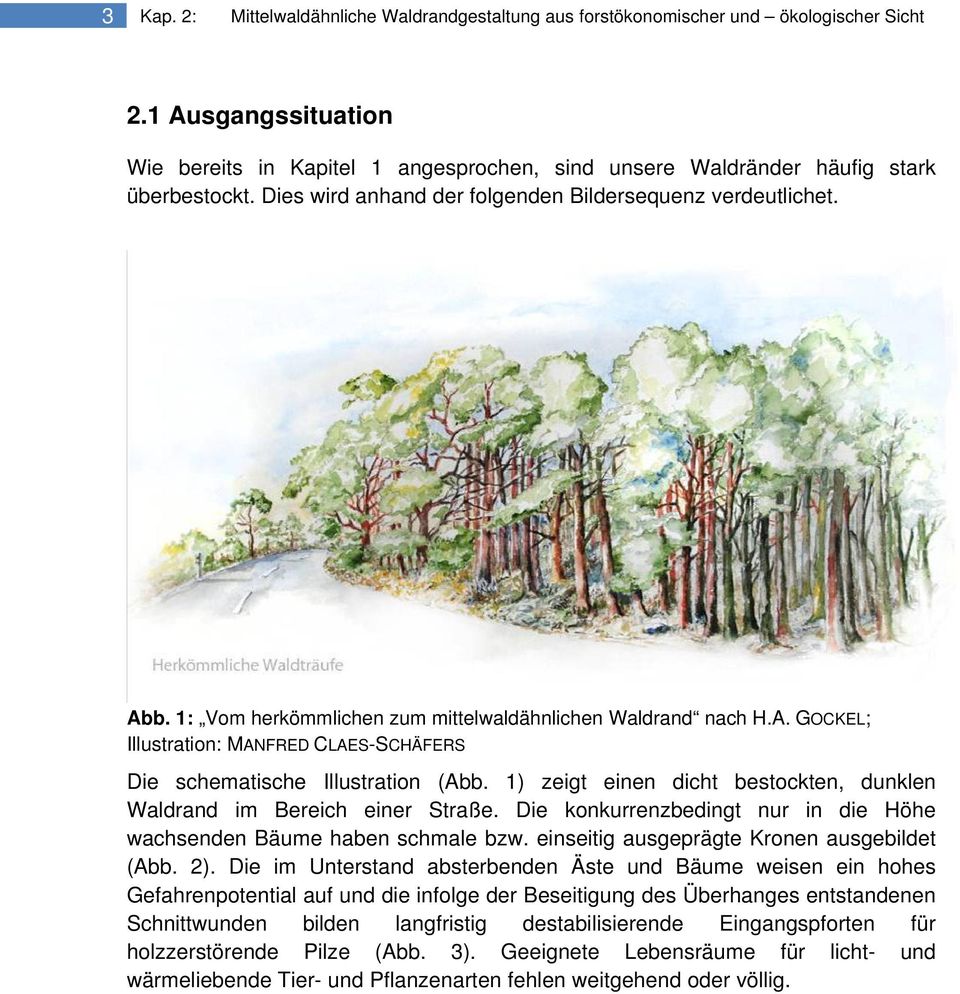 1: Vom herkömmlichen zum mittelwaldähnlichen Waldrand nach H.A. GOCKEL; Illustration: MANFRED CLAES-SCHÄFERS Die schematische Illustration (Abb.