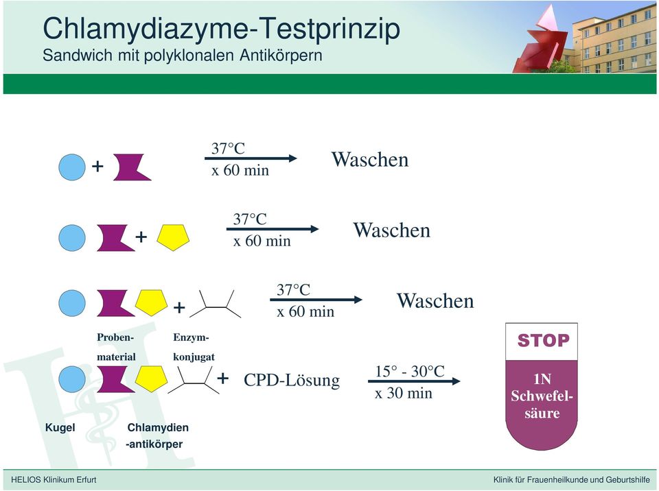 37 C x 60 min Waschen Kugel Chlamydien Probenmaterial