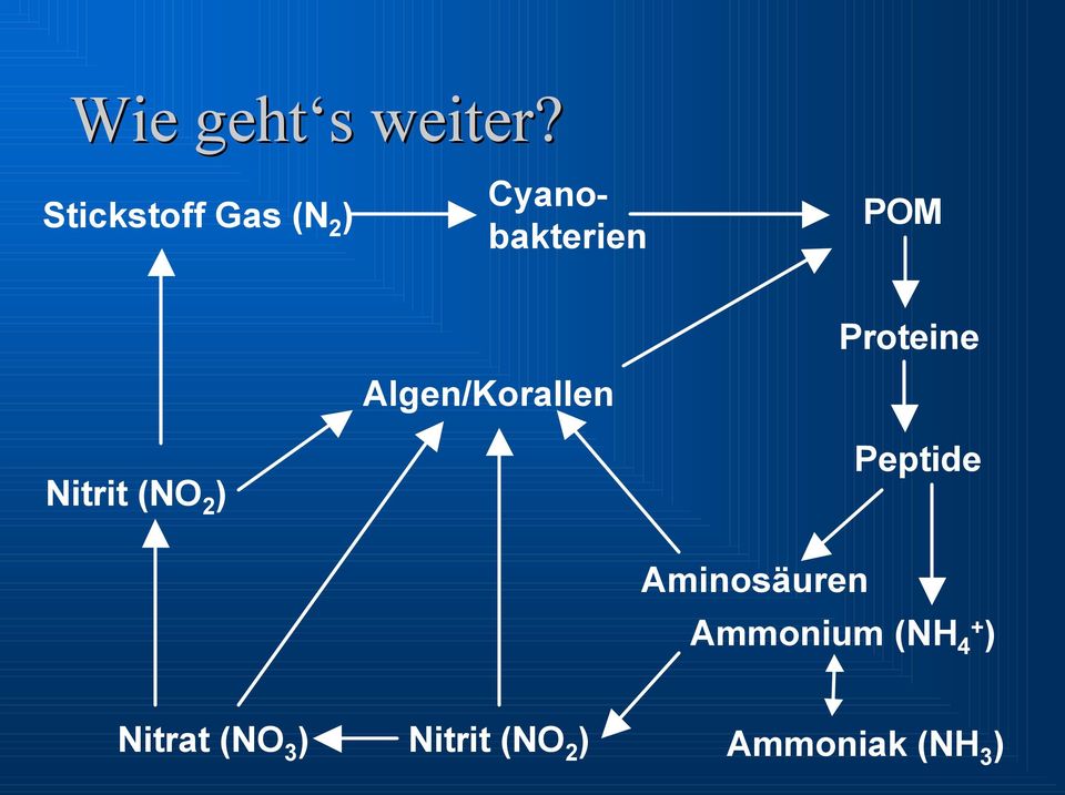 Nitrit (NO 2 ) Algen/Korallen Proteine