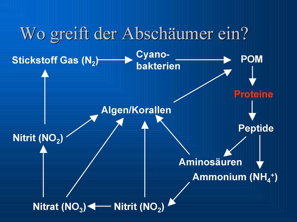 Nitrit (NO 2 ) Algen/Korallen Proteine