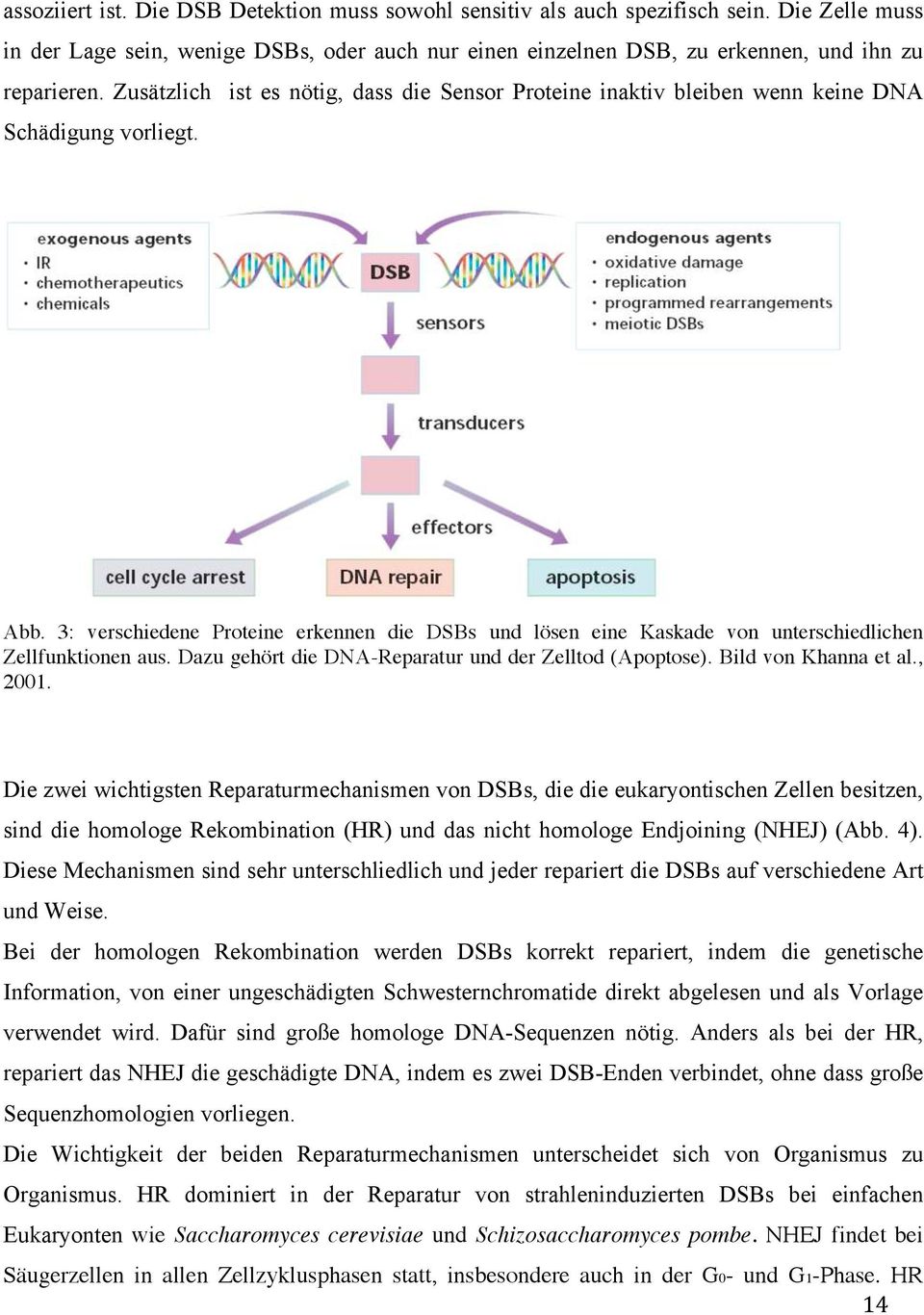 3: verschiedene Proteine erkennen die DSBs und lösen eine Kaskade von unterschiedlichen Zellfunktionen aus. Dazu gehört die DNA-Reparatur und der Zelltod (Apoptose). Bild von Khanna et al., 2001.