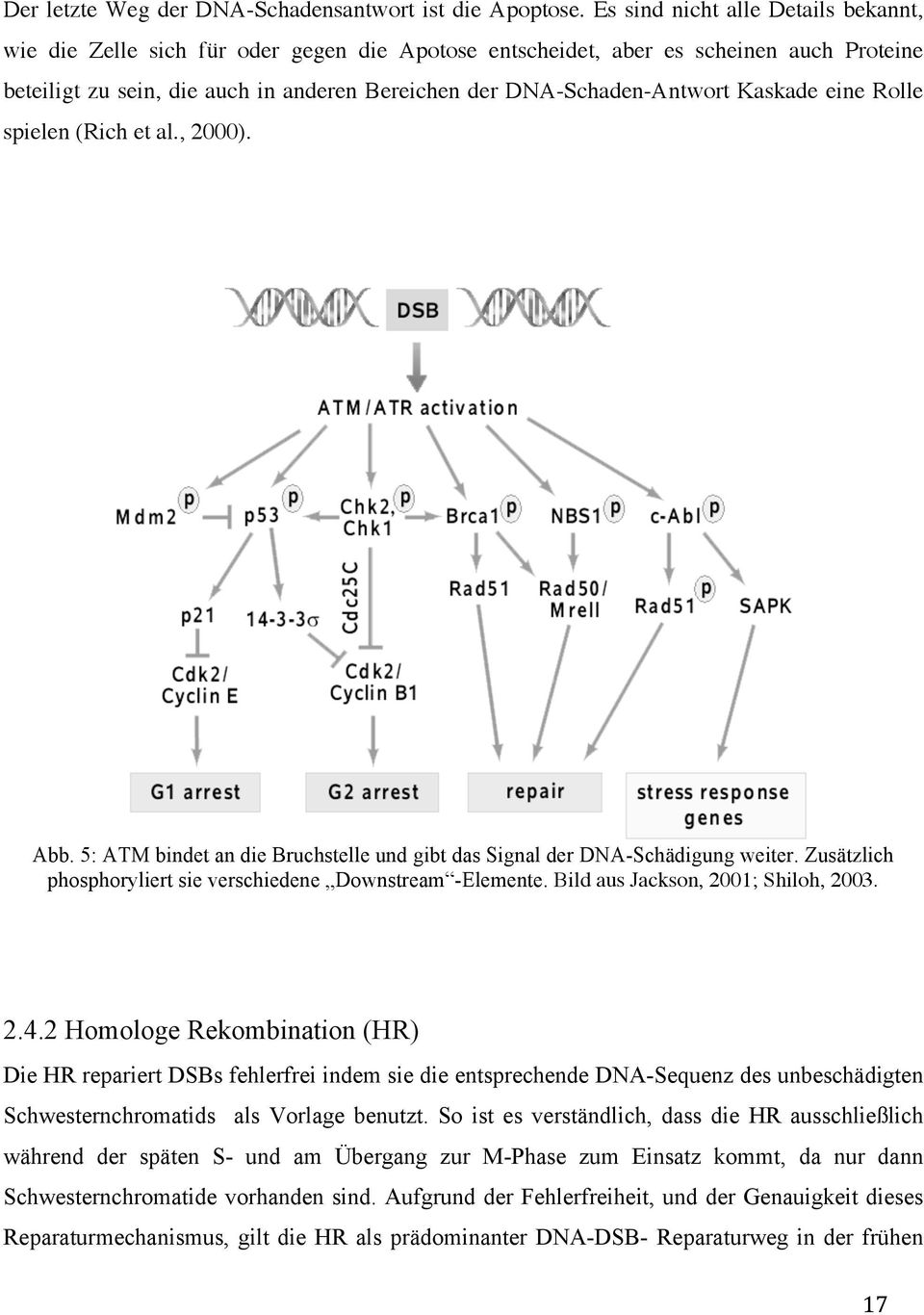 Kaskade eine Rolle spielen (Rich et al., 2000). Abb. 5: ATM bindet an die Bruchstelle und gibt das Signal der DNA-Schädigung weiter. Zusätzlich phosphoryliert sie verschiedene Downstream -Elemente.
