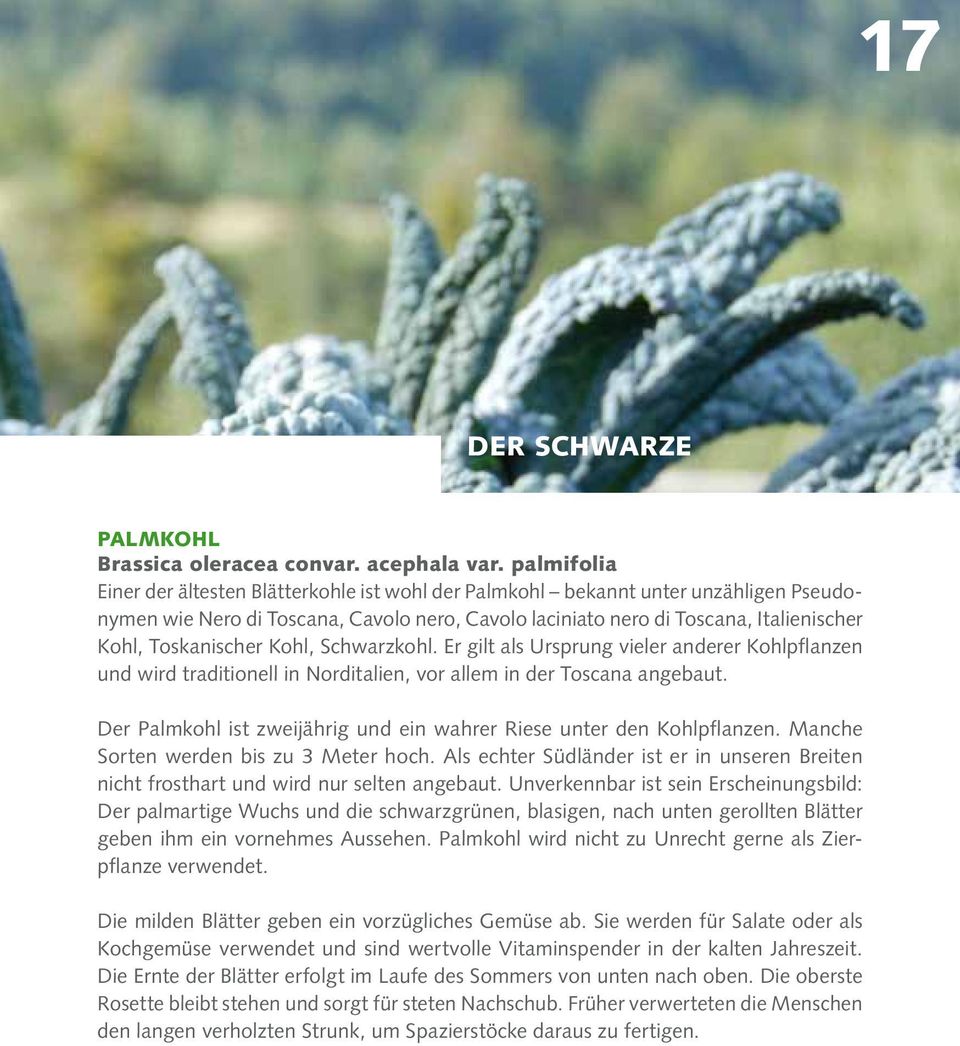 Toskanischer Kohl, Schwarzkohl. Er gilt als Ursprung vieler anderer Kohlpflanzen und wird traditionell in Norditalien, vor allem in der Toscana angebaut.