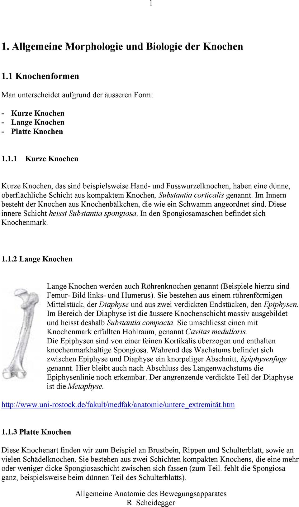 1.2 Lange Knochen Lange Knochen werden auch Röhrenknochen genannt (Beispiele hierzu sind Femur- Bild links- und Humerus).