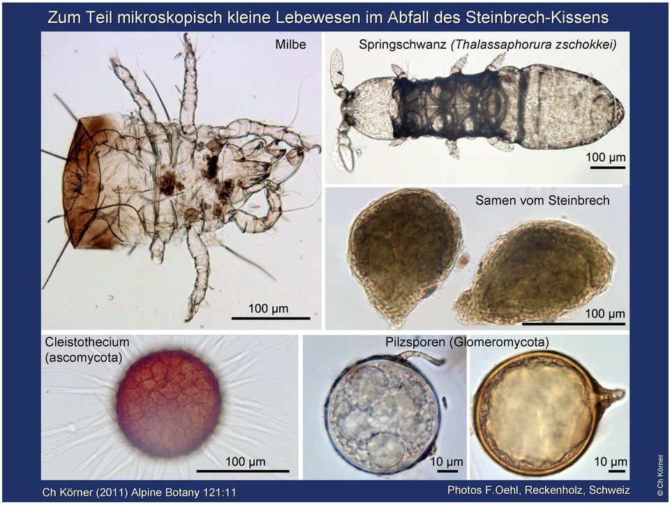 Samen vom Steinbrech Cleistothecium (ascomycota) Pilzsporen