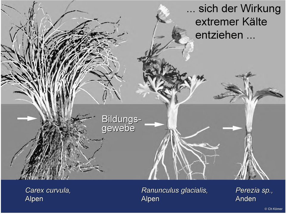 .. Bildungs- gewebe Carex curvula,