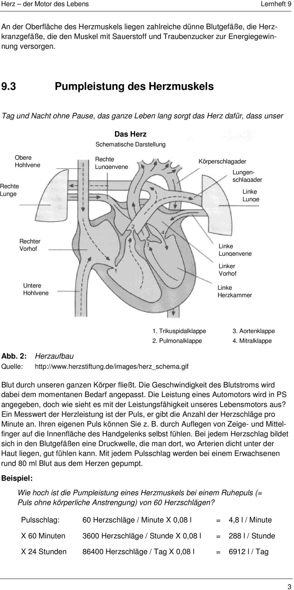 Körperschlagader Lungenschlagader Linke Lunge Rechter Vorhof Untere Hohlvene Linke Lungenvene Linker Vorhof Linke Herzkammer 1. Trikuspidalklappe 3. Aortenklappe 2. Pulmonalklappe 4. Mitralklappe Abb.