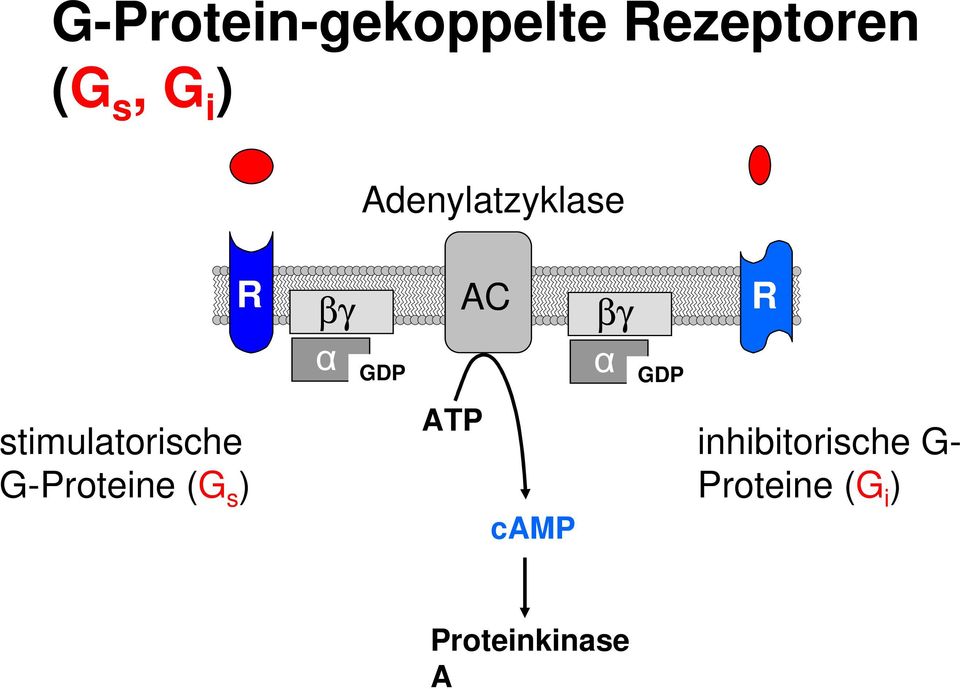 stimulatorische G-Proteine (G s ) ATP camp