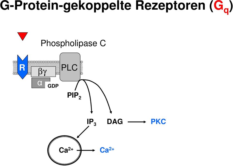 Phospholipase C R βγ PLC