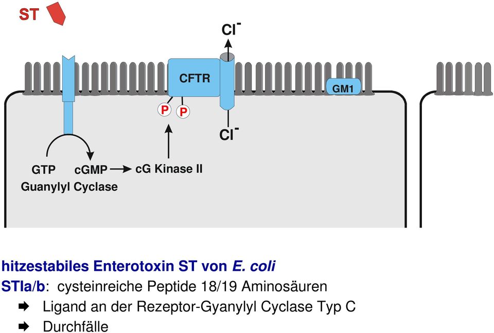 coli STIa/b: cysteinreiche Adenylyl Peptide Cyclase 18/19 Aminosäuren