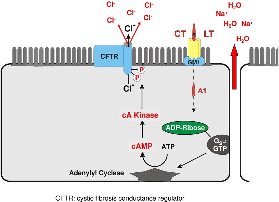 ADP-Ribose camp ATP G s α GTP Adenylyl