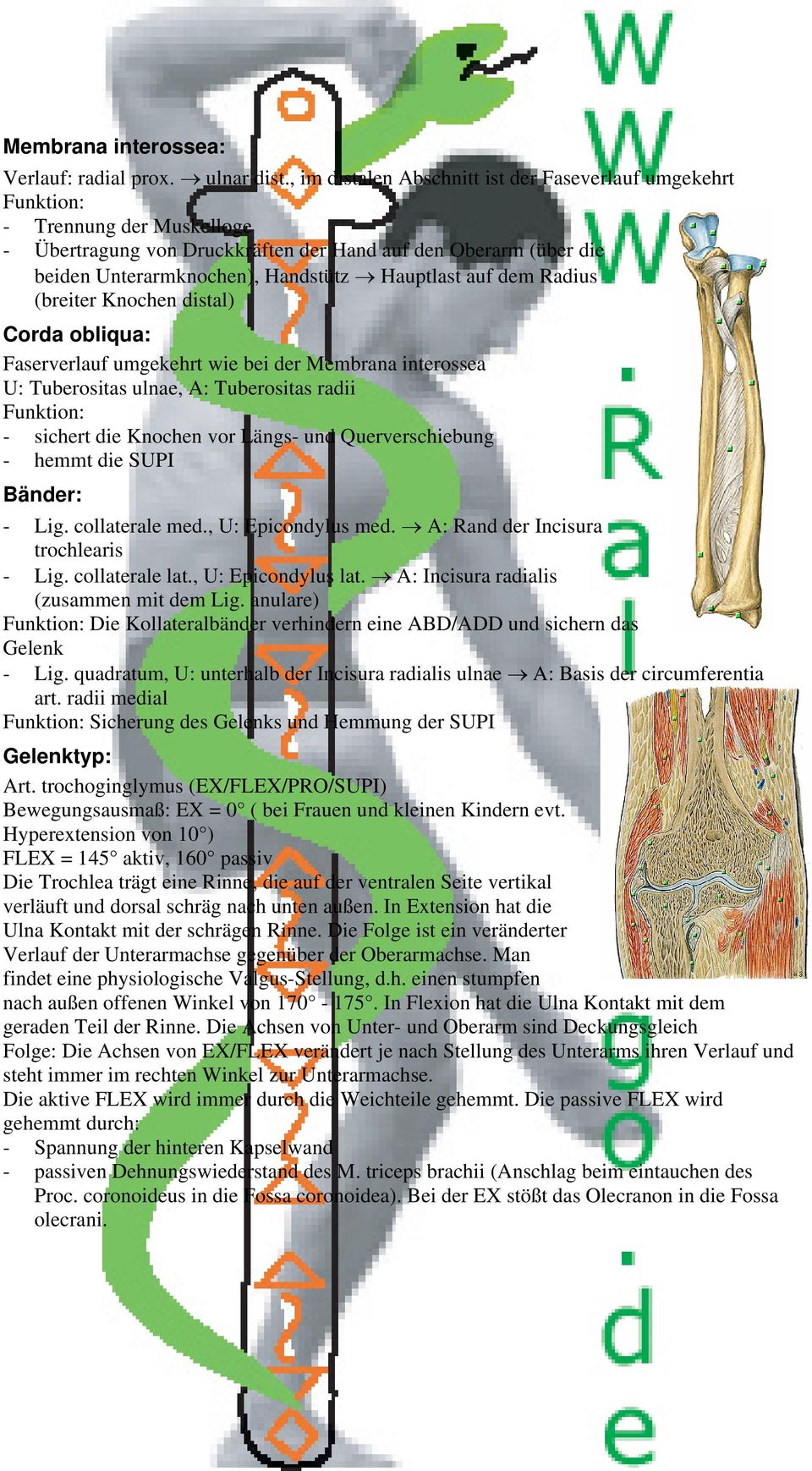 Hauptlast auf dem Radius (breiter Knochen distal) Corda obliqua: Faserverlauf umgekehrt wie bei der Membrana interossea U: Tuberositas ulnae, A: Tuberositas radii Funktion: - sichert die Knochen vor