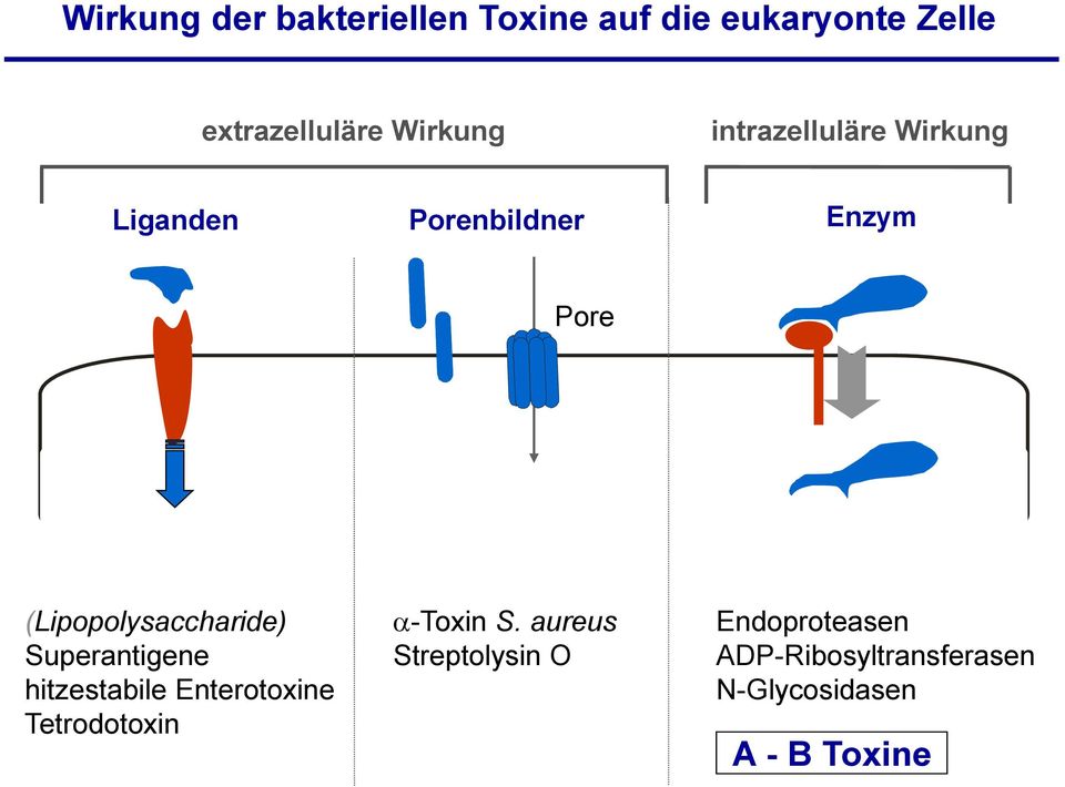 (Lipopolysaccharide) Superantigene hitzestabile Enterotoxine Tetrodotoxin