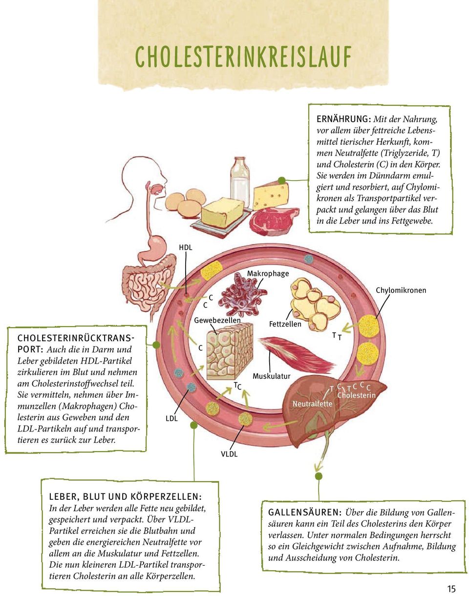 HDL Makrophage C Chylomikronen C Gewebezellen Fettzellen TT CHOLESTERINRÜCKTRANSPORT: Auch die in Darm und Leber gebildeten HDL-Partikel zirkulieren im Blut und nehmen am Cholesterinstoffwechsel teil.