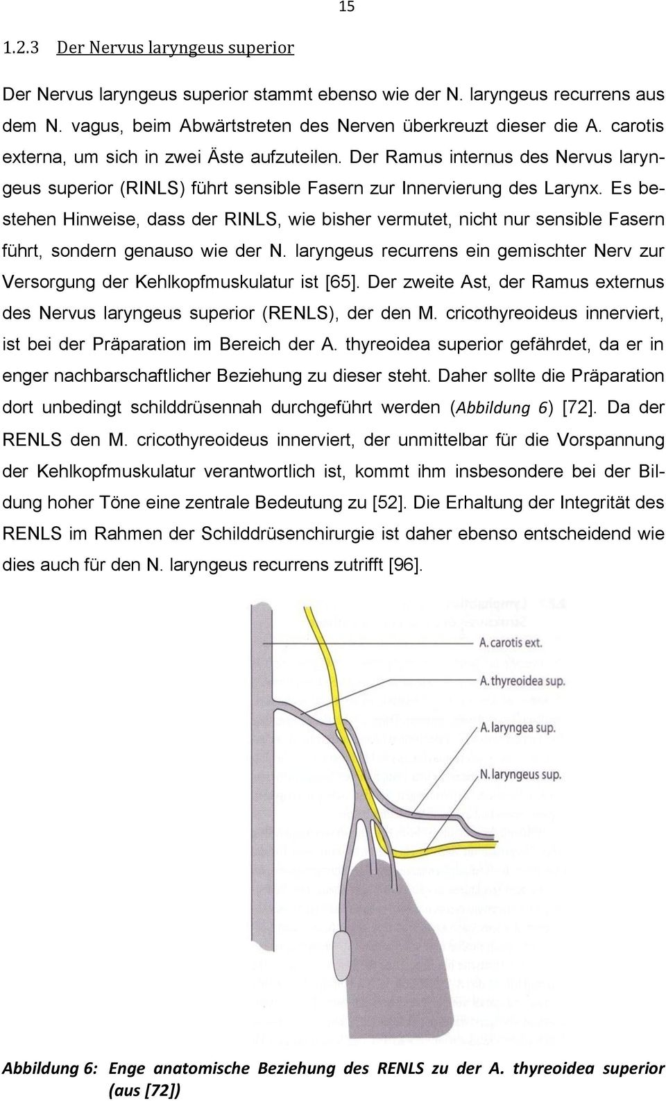 Es bestehen Hinweise, dass der RINLS, wie bisher vermutet, nicht nur sensible Fasern führt, sondern genauso wie der N.