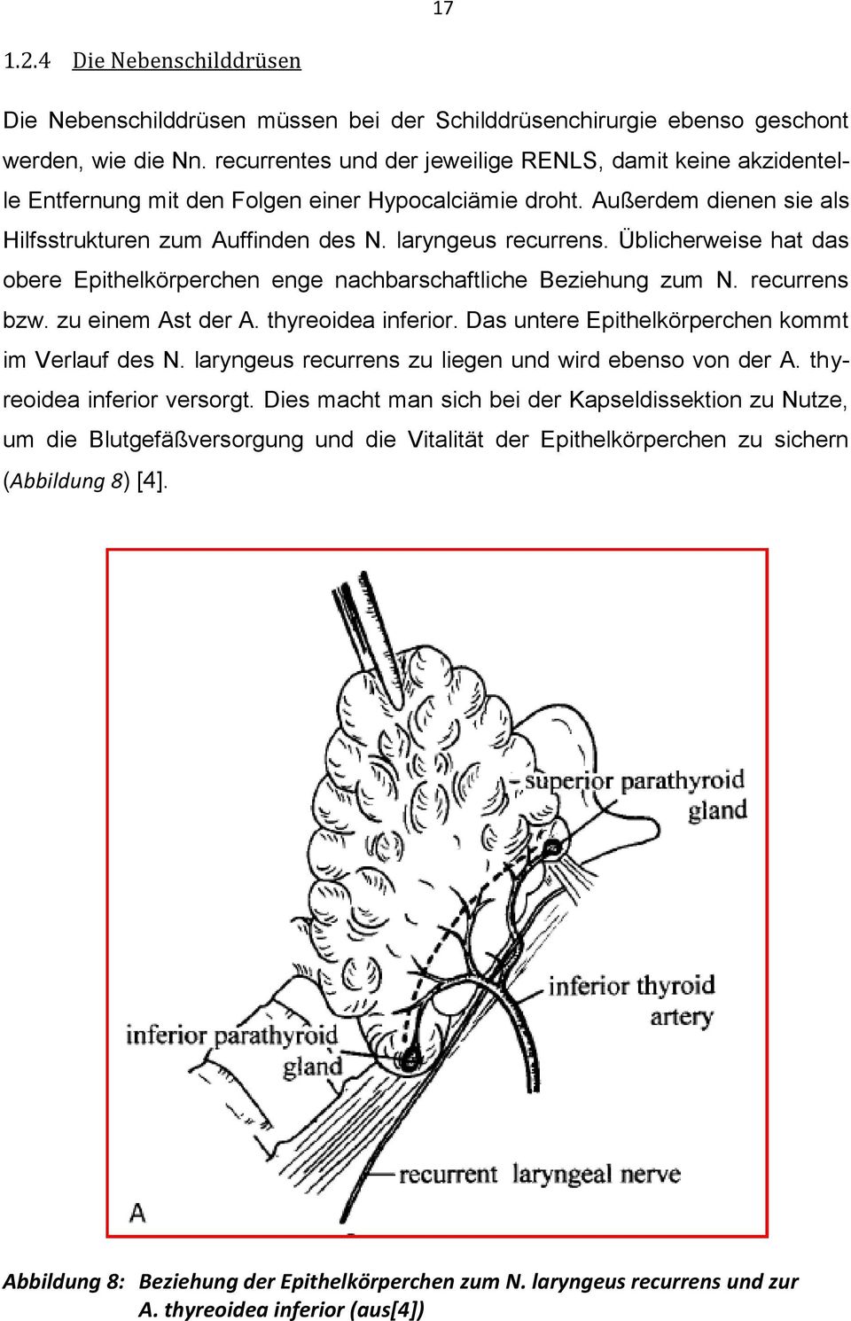 Üblicherweise hat das obere Epithelkörperchen enge nachbarschaftliche Beziehung zum N. recurrens bzw. zu einem Ast der A. thyreoidea inferior. Das untere Epithelkörperchen kommt im Verlauf des N.