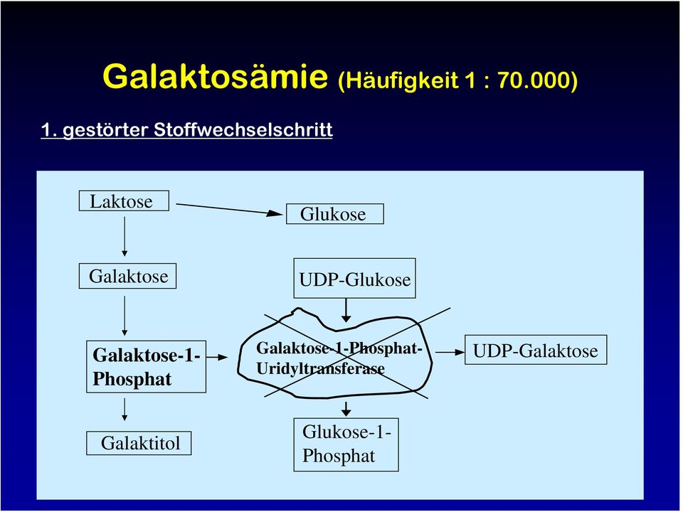 Galaktose UDP-Glukose Galaktose-1- Phosphat