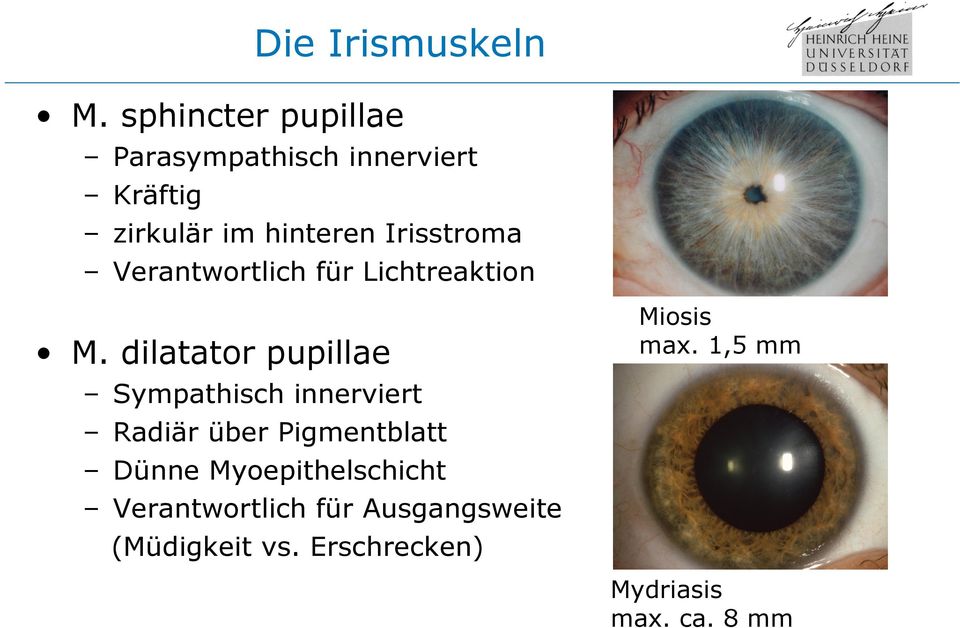 Irisstroma Verantwortlich für Lichtreaktion M. dilatator pupillae Miosis max.