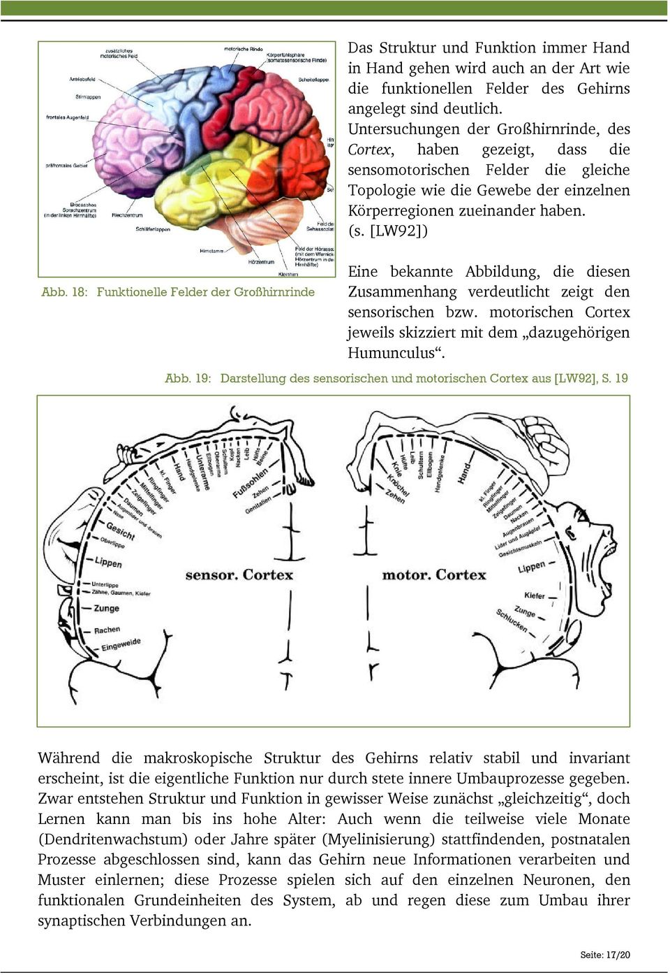 [LW92]) Eine bekannte Abbildung, die diesen Zusammenhang verdeutlicht zeigt den sensorischen bzw. motorischen Cortex jeweils skizziert mit dem dazugehörigen Humunculus. Abb. 19: Darstellung des sensorischen und motorischen Cortex aus [LW92], S.