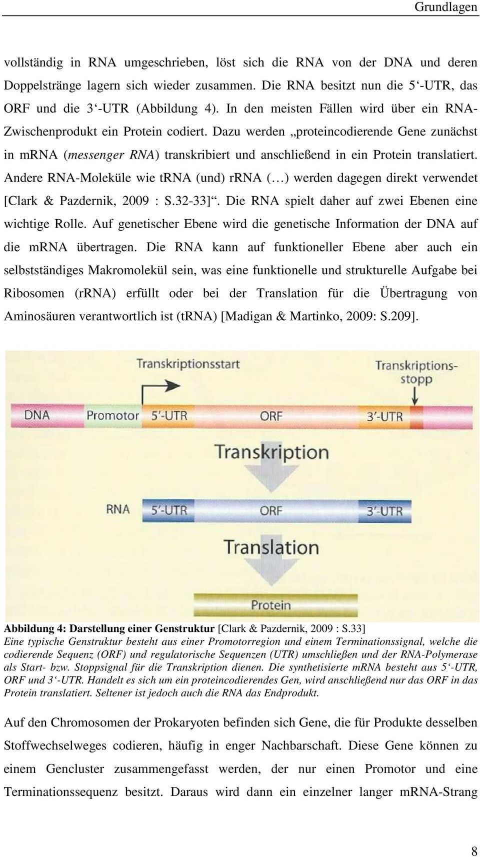 Dazu werden proteincodierende Gene zunächst in mrna (messenger RNA) transkribiert und anschließend in ein Protein translatiert.