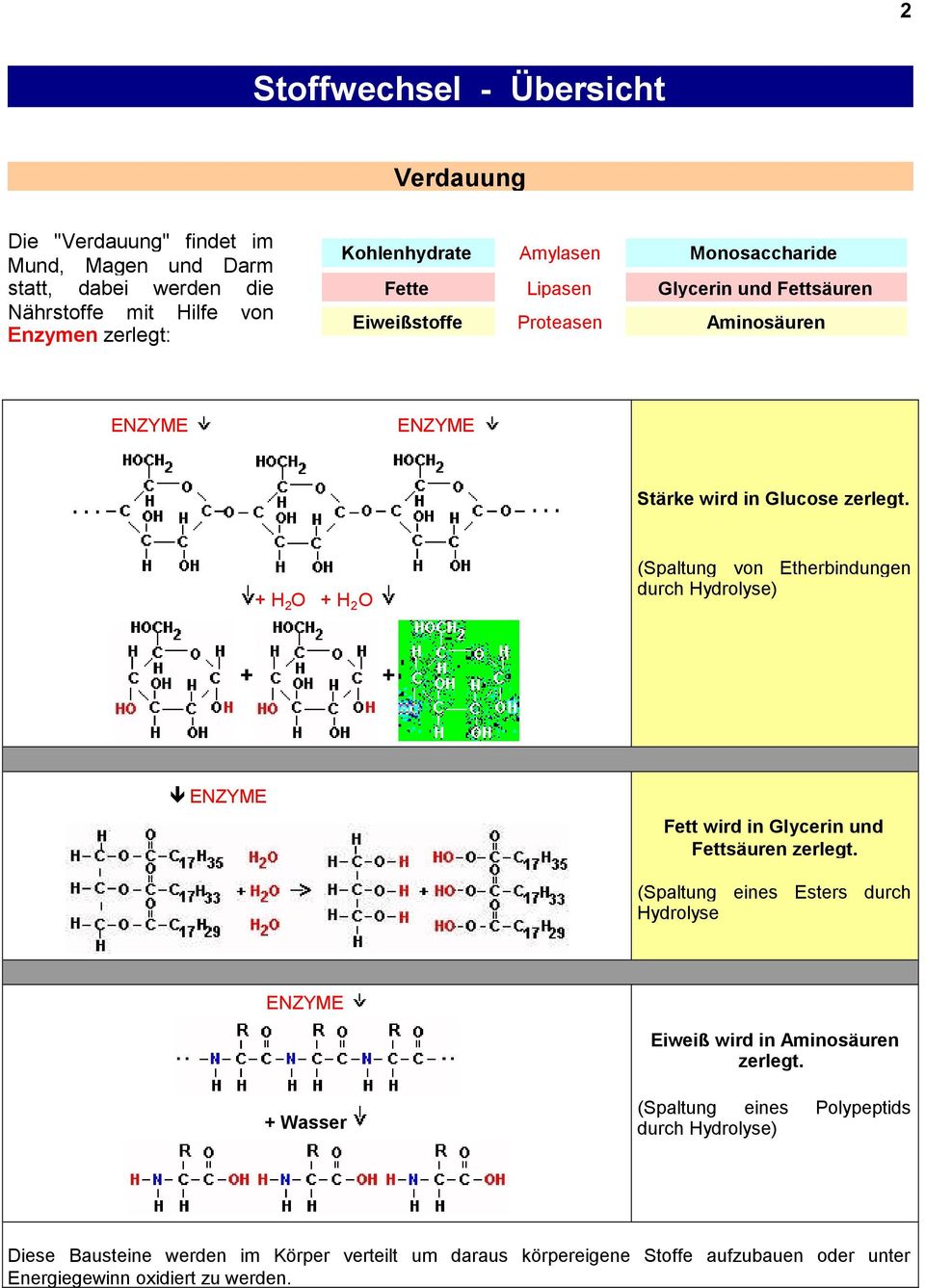 + H 2 O + H 2 O (Spaltung von Etherbindungen durch Hydrolyse) ENZYME Fett wird in Glycerin und Fettsäuren zerlegt.