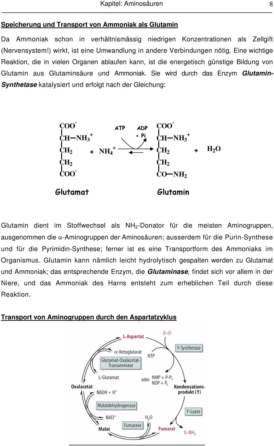Sie wird durch das Enzym Glutamin- Synthetase katalysiert und erfolgt nach der Gleichung: C - CH H 3 ATP ADP Pi C - CH H 3 H 4 H 2 C - C H 2 Glutamat Glutamin Glutamin dient im Stoffwechsel als H 2