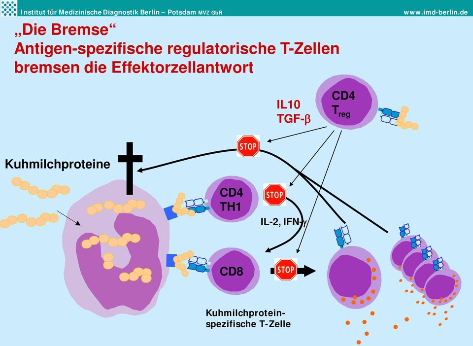 TGF-β CD4 T reg Kuhmilchproteine CD4 TH1