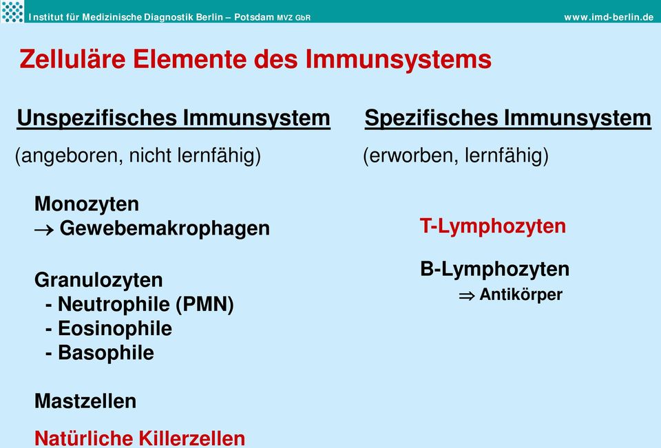 (PMN) - Eosinophile - Basophile Spezifisches Immunsystem (erworben,