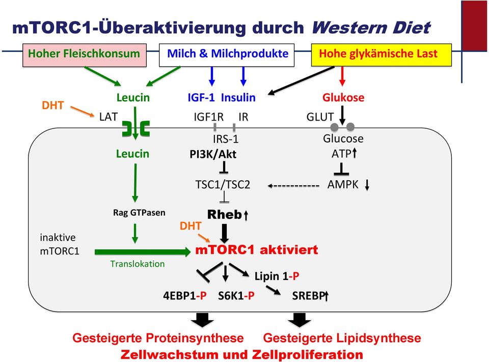 ATP TSC1/TSC2 AMPK inaktive mtorc1 Rag GTPasen Translokation Rheb DHT mtorc1 aktiviert Lipin 1 P