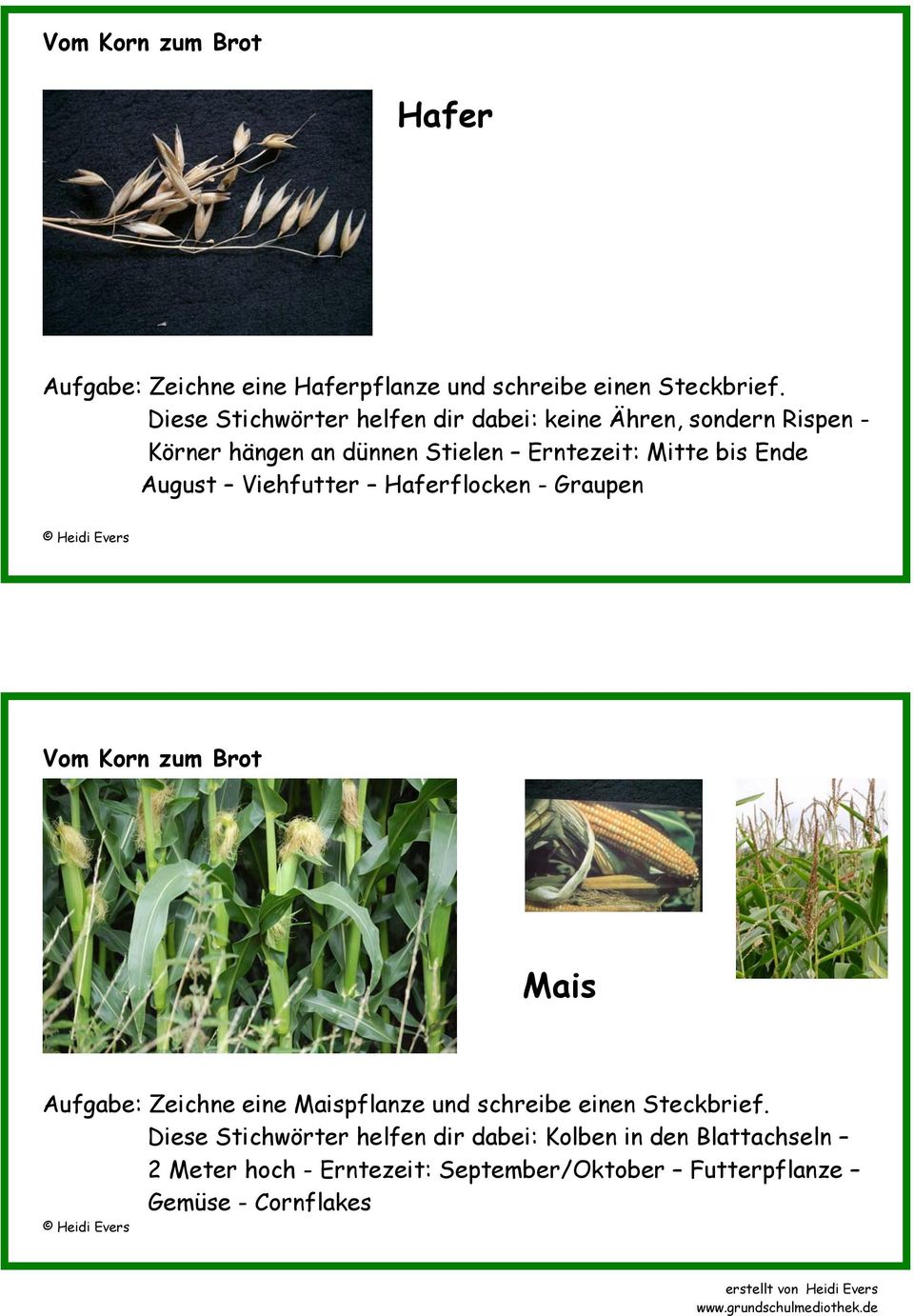 Mitte bis Ende August Viehfutter Haferflocken - Graupen Mais Aufgabe: Zeichne eine Maispflanze und schreibe