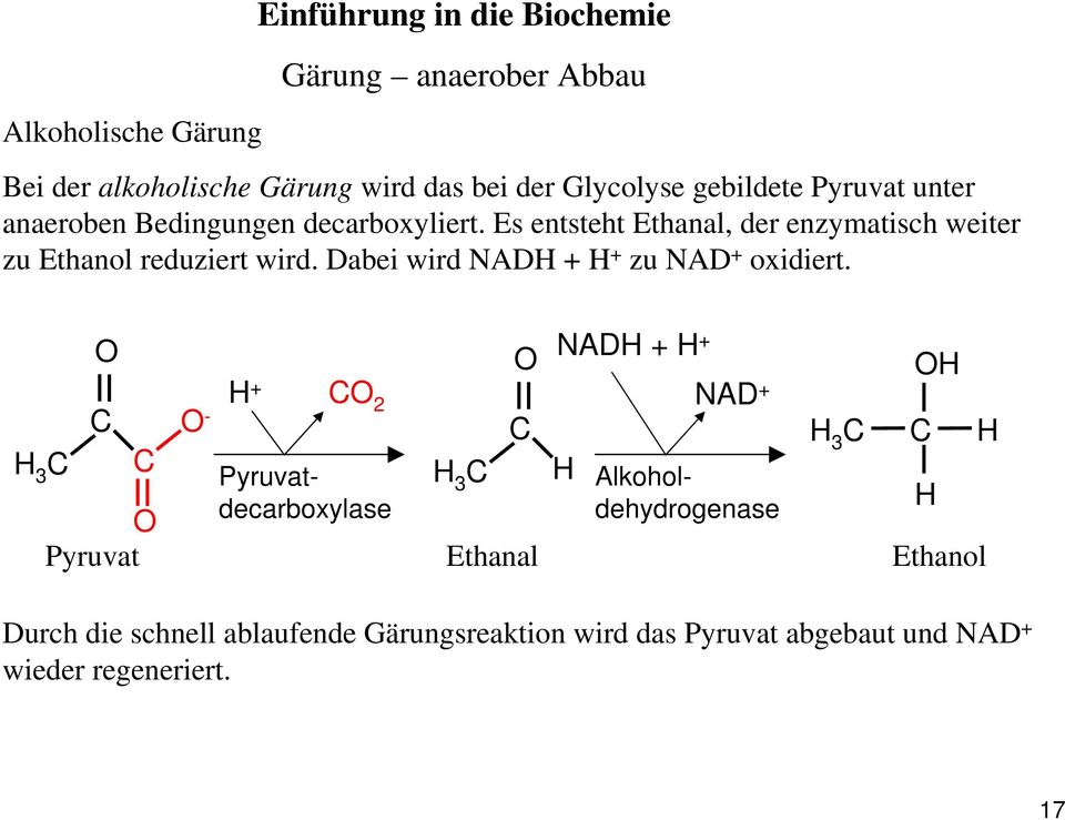 Es entsteht Ethanal, der enzymatisch weiter zu Ethanol reduziert wird. Dabei wird NADH + H + zu NAD + oxidiert.