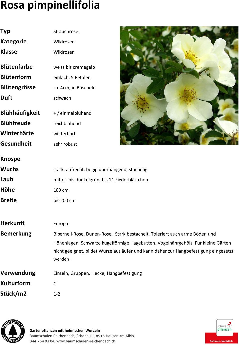 200 cm Herkunft Europa Bibernell-Rose, Dünen-Rose, Stark bestachelt. Toleriert auch arme Böden und nlagen.