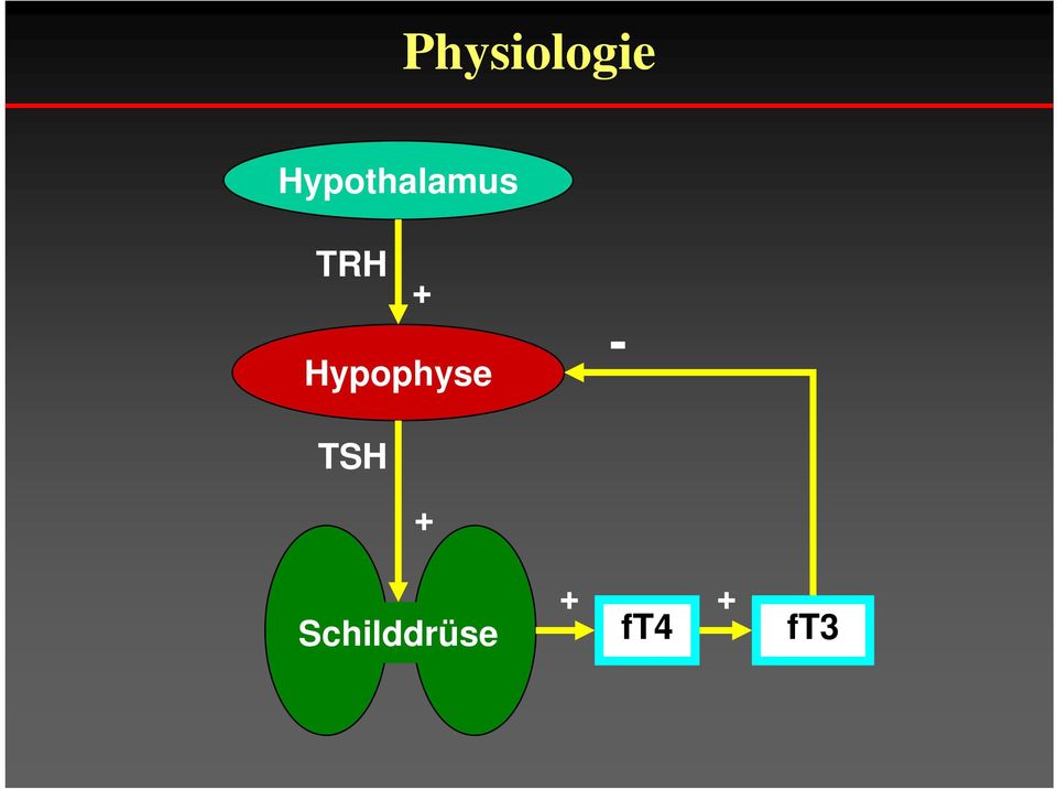 + Hypophyse - TSH