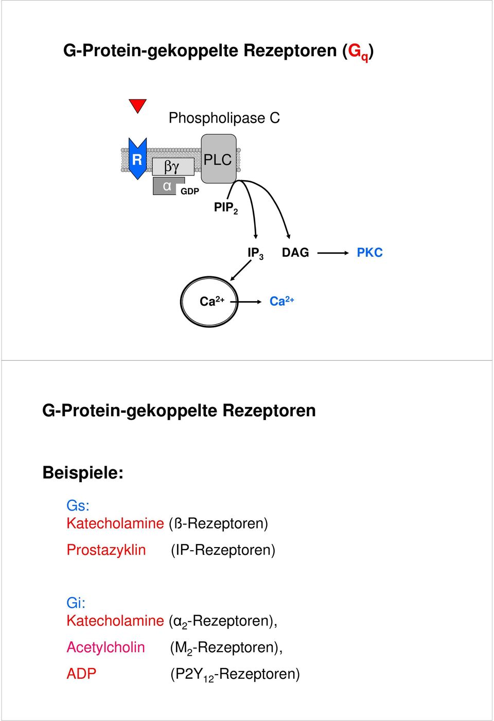 Katecholamine (ß-Rezeptoren) Prostazyklin (IP-Rezeptoren) Gi:
