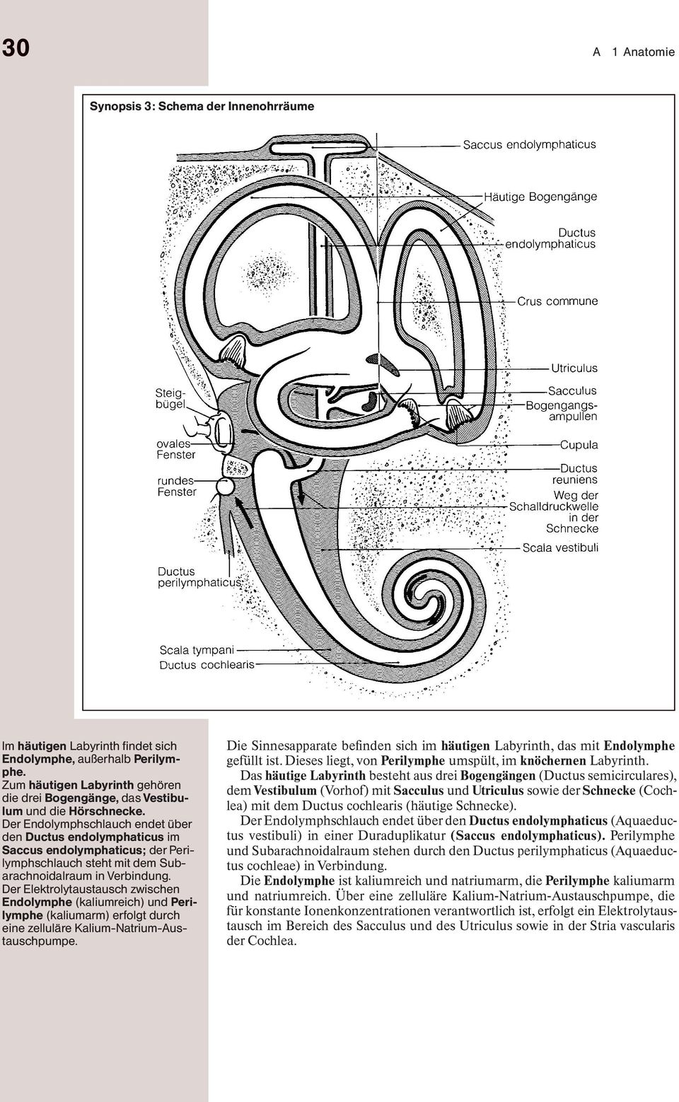 Der Endolymphschlauch endet über den Ductus endolymphaticus im Saccus endolymphaticus; der Perilymphschlauch steht mit dem Subarachnoidalraum in Verbindung.