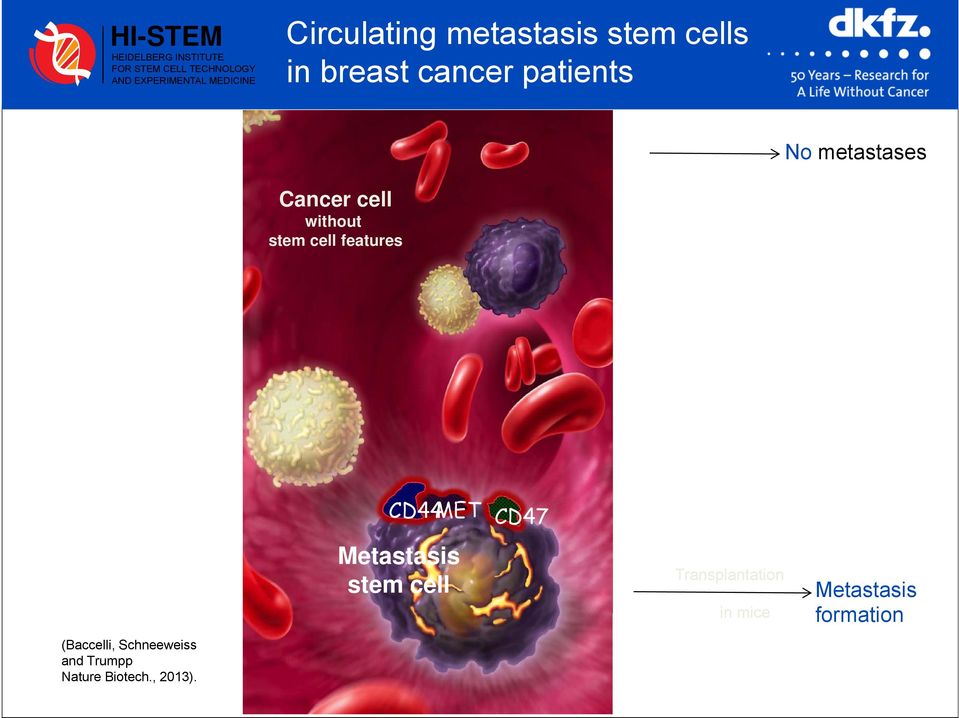 cell without stem cell features (Baccelli, Schneeweiss and Trumpp Nature Biotech.