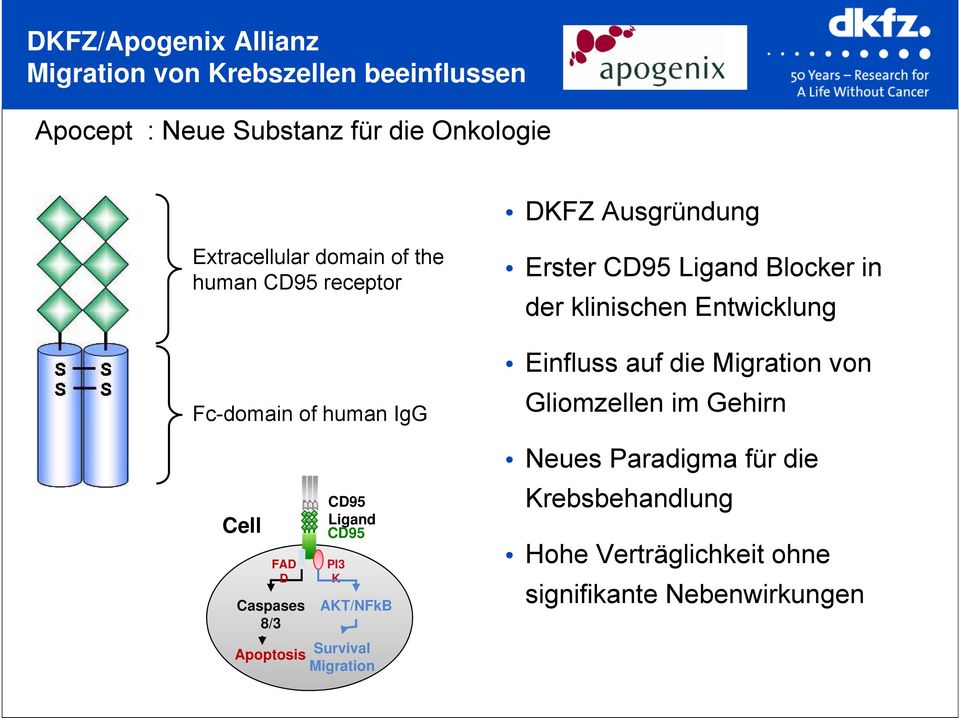 CD95 PI3 K AKT/NFkB Survival Migration Erster CD95 Ligand Blocker in der klinischen Entwicklung Einfluss auf die