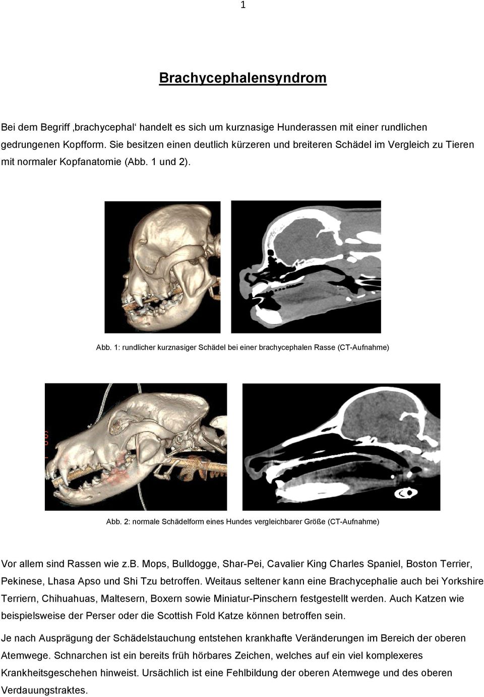 1: rundlicher kurznasiger Schädel bei einer brachycephalen Rasse (CT-Aufnahme) Abb. 2: normale Schädelform eines Hundes vergleichbarer Größe (CT-Aufnahme) Vor allem sind Rassen wie z.b. Mops, Bulldogge, Shar-Pei, Cavalier King Charles Spaniel, Boston Terrier, Pekinese, Lhasa Apso und Shi Tzu betroffen.